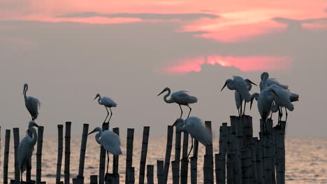 The-Great-Egret,-also-known-as-the-Common-Egret-or-the-Large-Egret