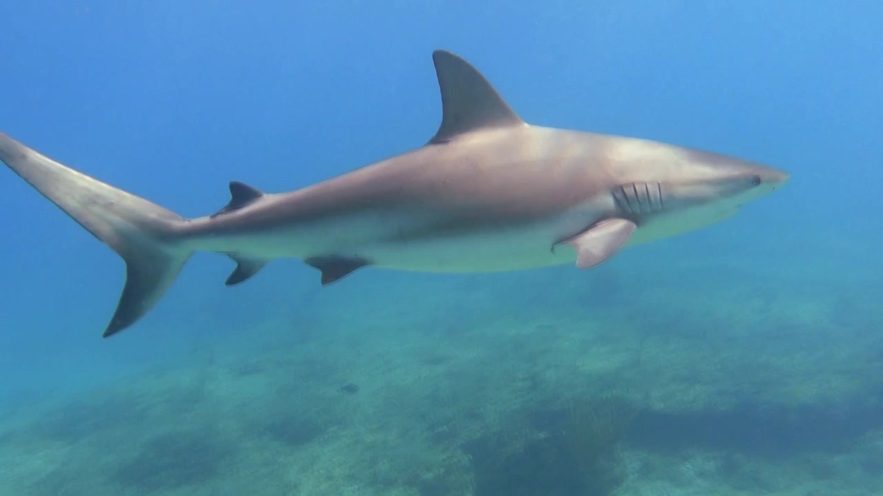 Svømming med en karibisk revhai på Bahamas