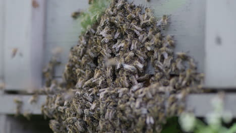 muchas abejas arrastrándose en la colmena