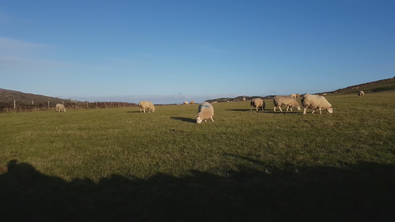 Ovelhas Pastam no Cercado em Holy Island, Anglesey, País de Gales-1