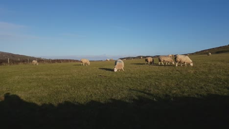 Las-Ovejas-Pastan-En-El-Recinto-De-Holy-Island,-Anglesey,-Gales-1