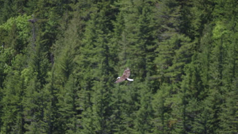 Un-águila-Volando-En-Columbia-Británica-Canadá-Sobre-El-Océano-En-Busca-De-Peces