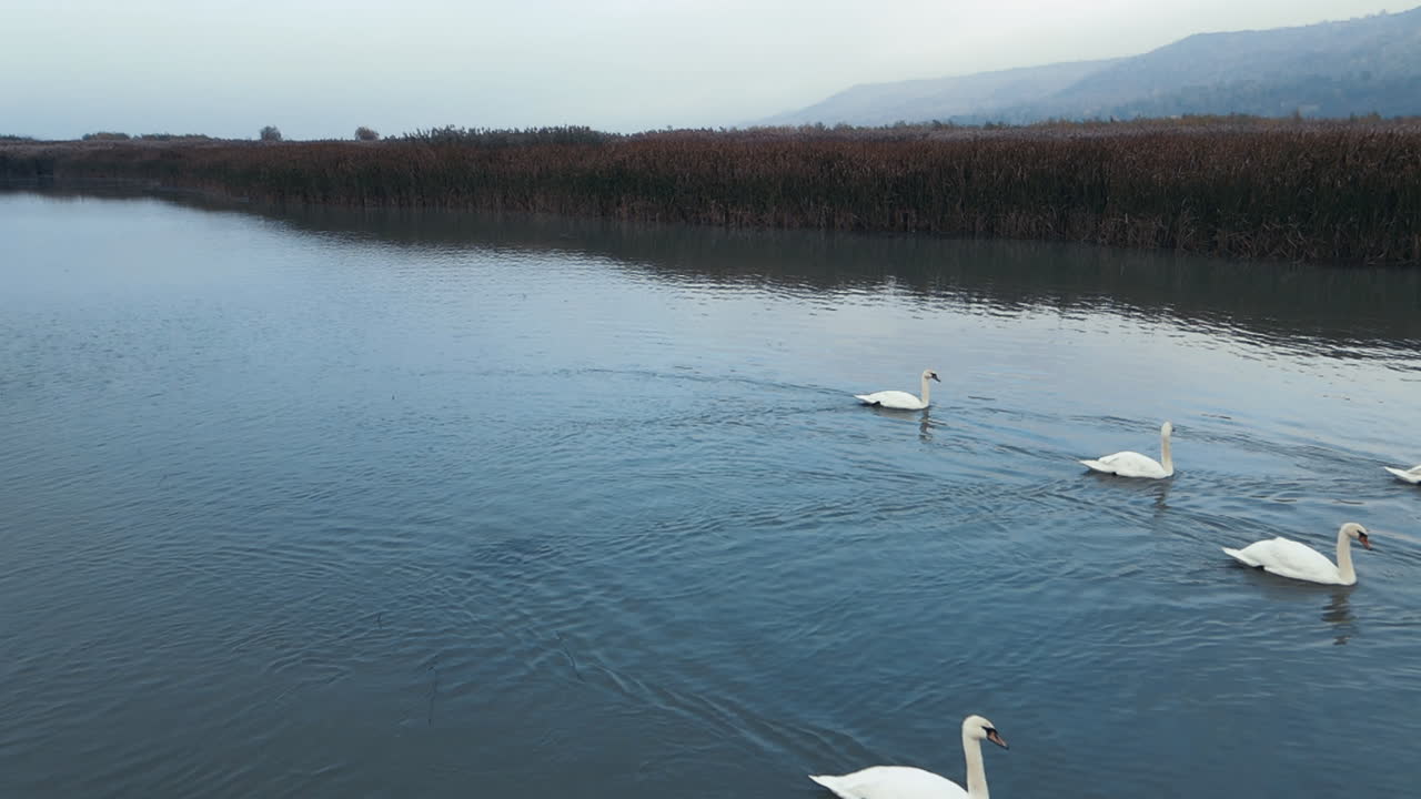 video en cámara lenta de una bandada de cisnes nadando pacíficamente en un río cerca de arbustos de totora