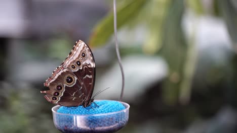 menelaus blue morpho butterfly eats at a sugar water feeder in the rainforest