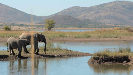 elephants drinking from watering hole