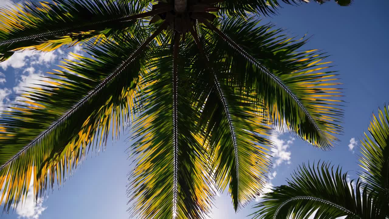 A low-angle view of palm leaves against a blue sky, capturing a tropical vibe