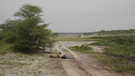 la leona yace junto a la cebra recién capturada, el parque nacional del serengeti, tanzania