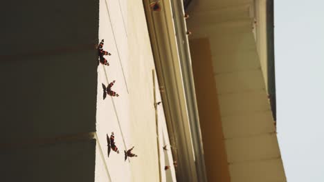 Butterfly-on-wall-of-yellow-house,-butterflies-flying-around-house