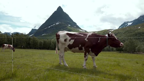 Camera-moving-to-the-left-by-an-electrical-wired-fence-with-cows-on-the-other-side,-eating-grass-surrounded-by-forest