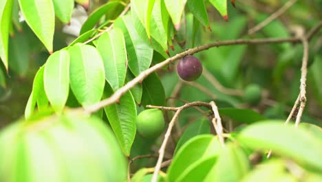 Nice beautiful shot of young purple and green figs not yet ready for harvest