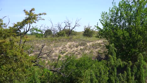 establishing shot of fulophaza, hungary sand dunes framed by bushes