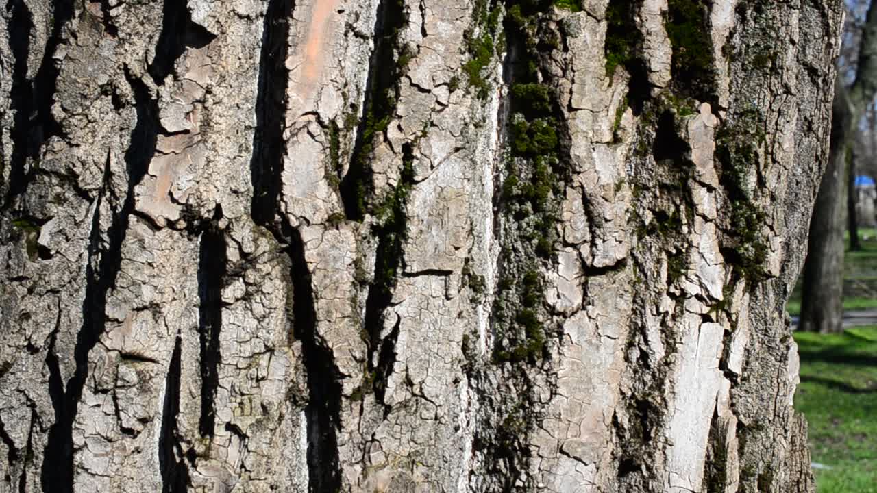 Moss on tree bark. Tree in the spring