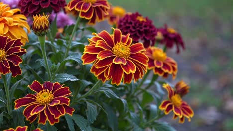 vibrant marigolds in full bloom, captured in a close-up angle. the rich colors and details make