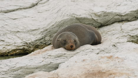 Fur-seal-basking-in-the-sun-and-resting-on-a-rocky-coastline