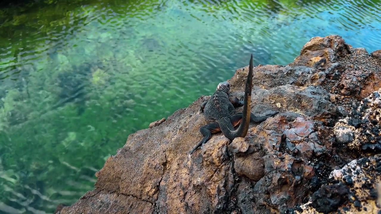 Iguana marina seduta su roccia vulcanica, Las Tintoreras, Galapagos. Vista posteriore di una lucertola nera che guarda in basso verso l'acqua di mare limpida e turchese con piccoli pesci visibili sotto.