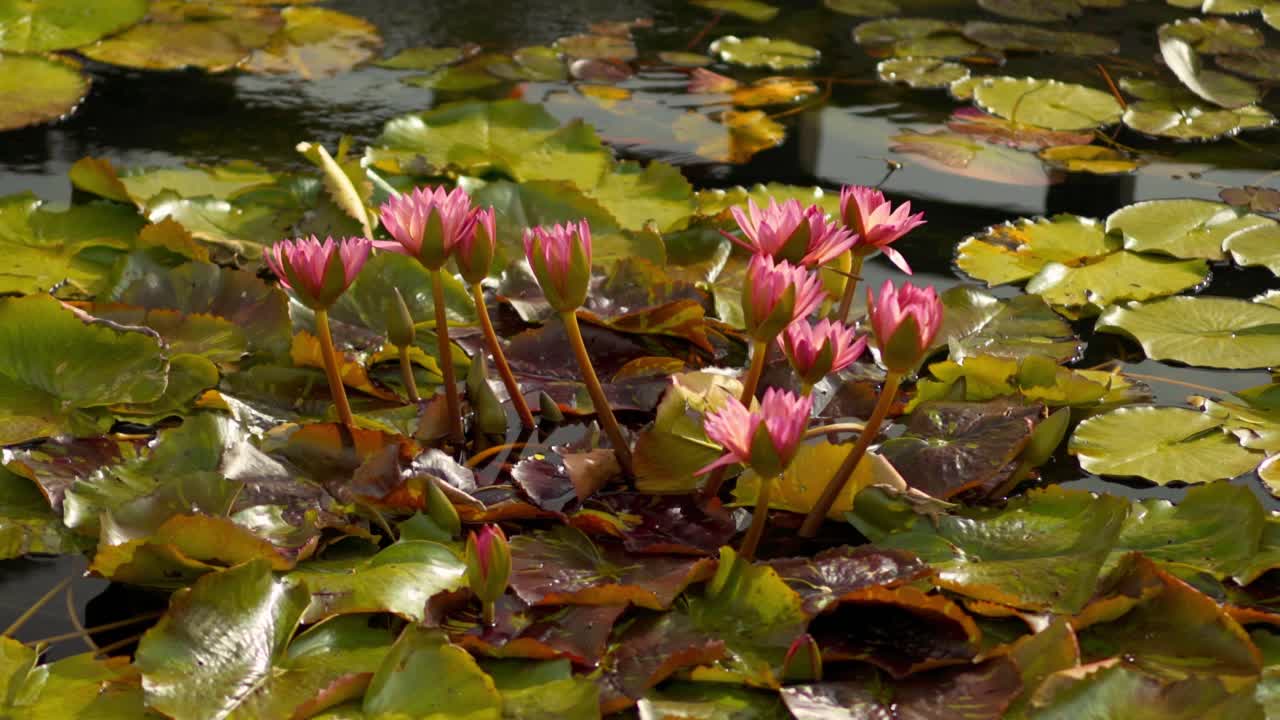 Rosa vannliljer og grønne liljeblader som flyter i en dam