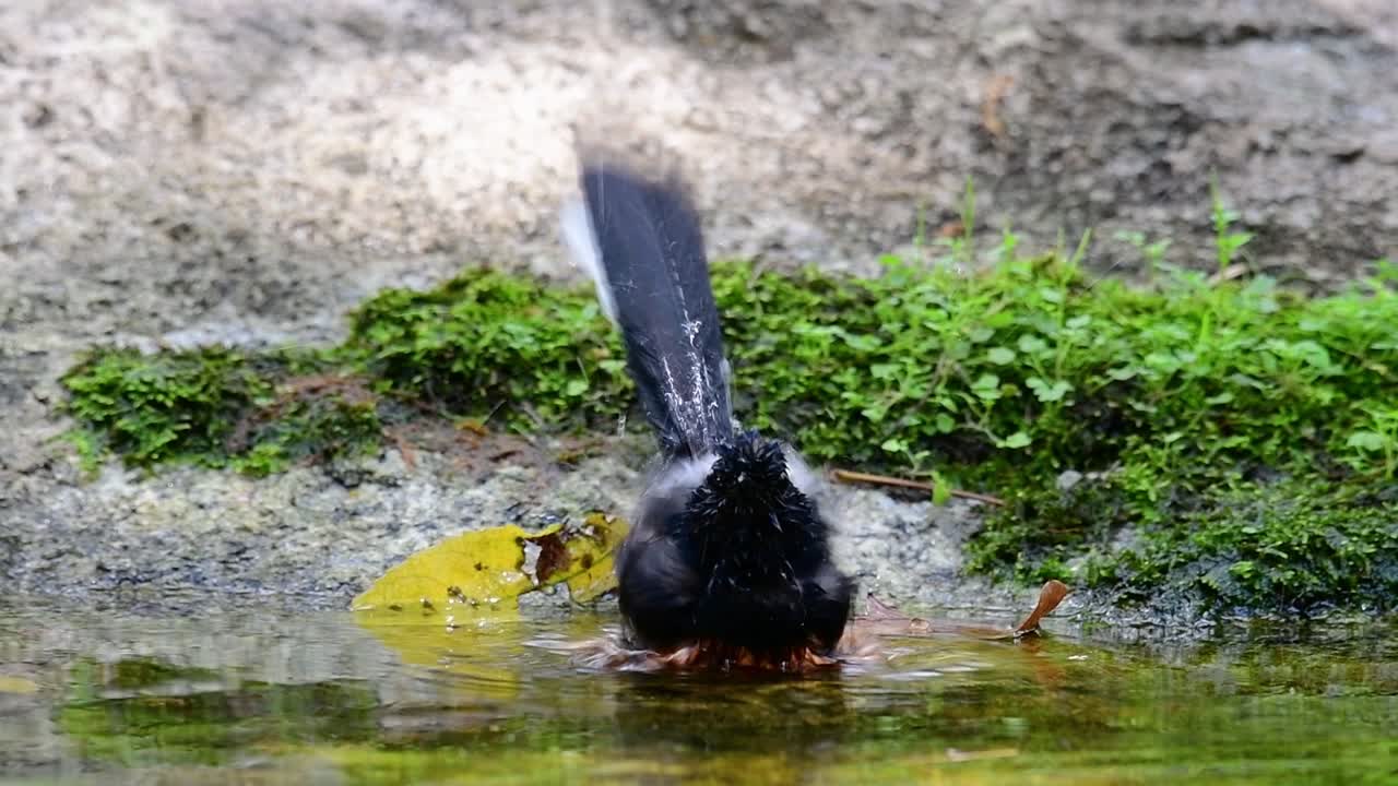 White-rumped Shama bathing in the forest during a hot day, Copsychus malabaricus, in Slow Motion