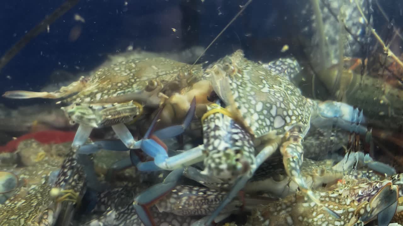 Live Blue Crabs in Aquarium