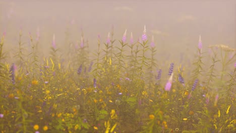 Wilde-Feldblumen-Im-Tiefen-Nebel