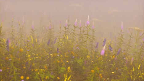 flores silvestres de campo en la niebla profunda