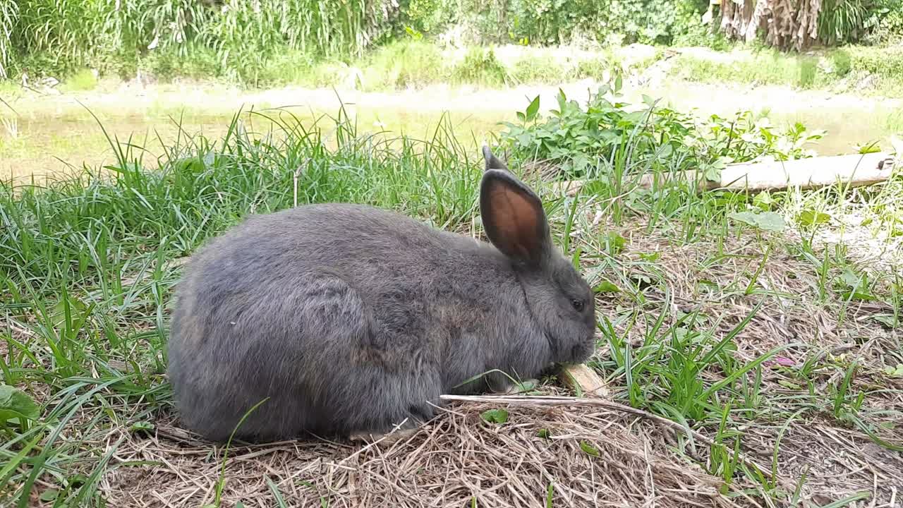 un conejo gris comiendo pie en el campo de hierba. un conejo de orejas esponjosas grises se sienta en un prado verde y come hierba verde joven de cerca, por la noche, con la luz del sol cálida y brillante. conejo de pascua.