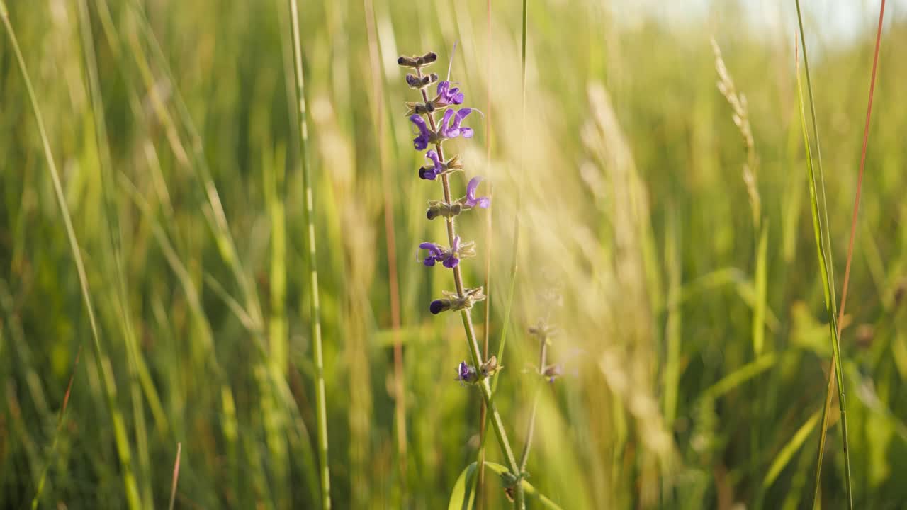 flor morada en un campo de hierba alto moviéndose suavemente sola en la brisa lenta en un día claro de verano, un primer plano afuera en una pradera verde