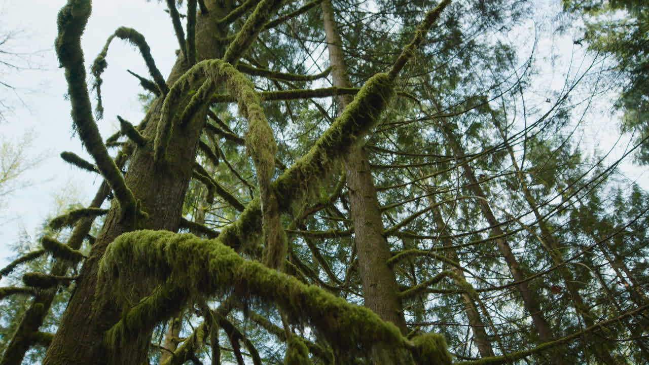 Close-up shot of branches covered with green moss in Vancouver rain forest