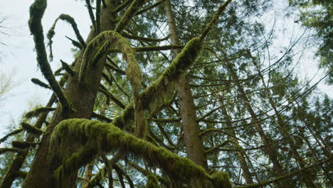 close-up shot of branches covered with green moss in vancouver rain forest