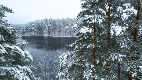 aerial-shot-of-the-frosty-lake-surrounded-by-snow-covered-pine-tree-forest-in-the-middle-of-winter