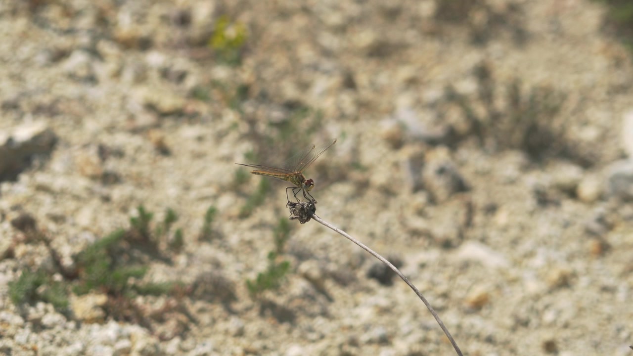 Libellula posata su un fusto di pianta secca in natura