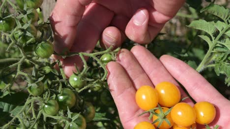 yellow cherry tomato holding in caucasian hand picking food from the garden farm organic healthy sustainable concept