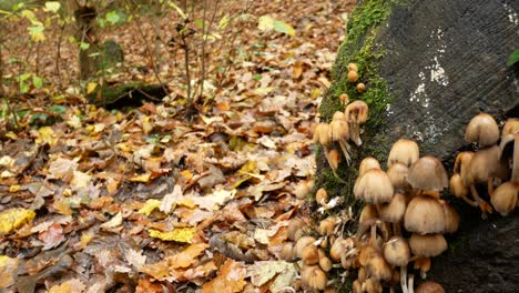 Mushrooms-growing-on-fallen-tree-log-in-autumn-woodland-forest-dolly-left