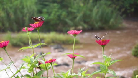 two butterflies on pink wild flowers next to a river