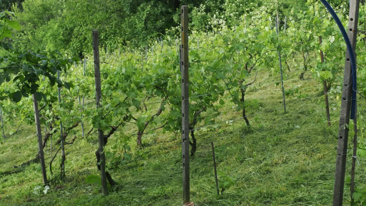 Vineyard horizontal rows downhill in Arda Valley, PC Italy during springtime showing you vine crops