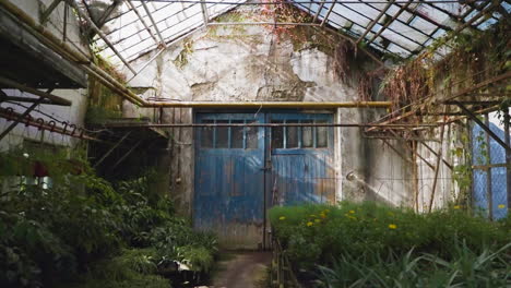 abandoned greenhouse with plants