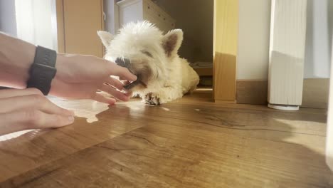 annoying human holding the muzzle and playing with a white dog. dog biting its owner. playing with furry west highland terrier
