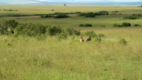 establishing shot of two cheetahs lying in the grass on the green plains of africa