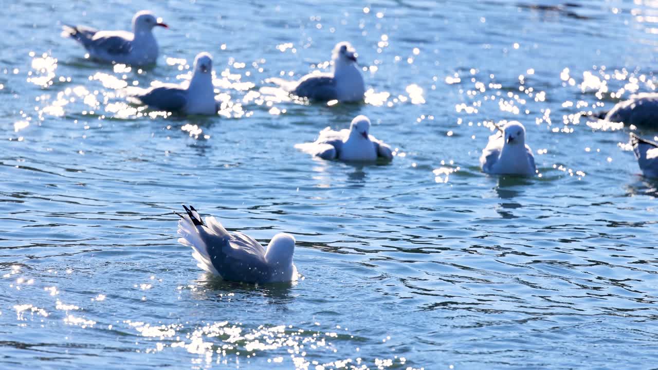 Seagulls glide and splash in sunlit waters of Akaroa, New Zealand. Bright reflections create a lively, dynamic scene