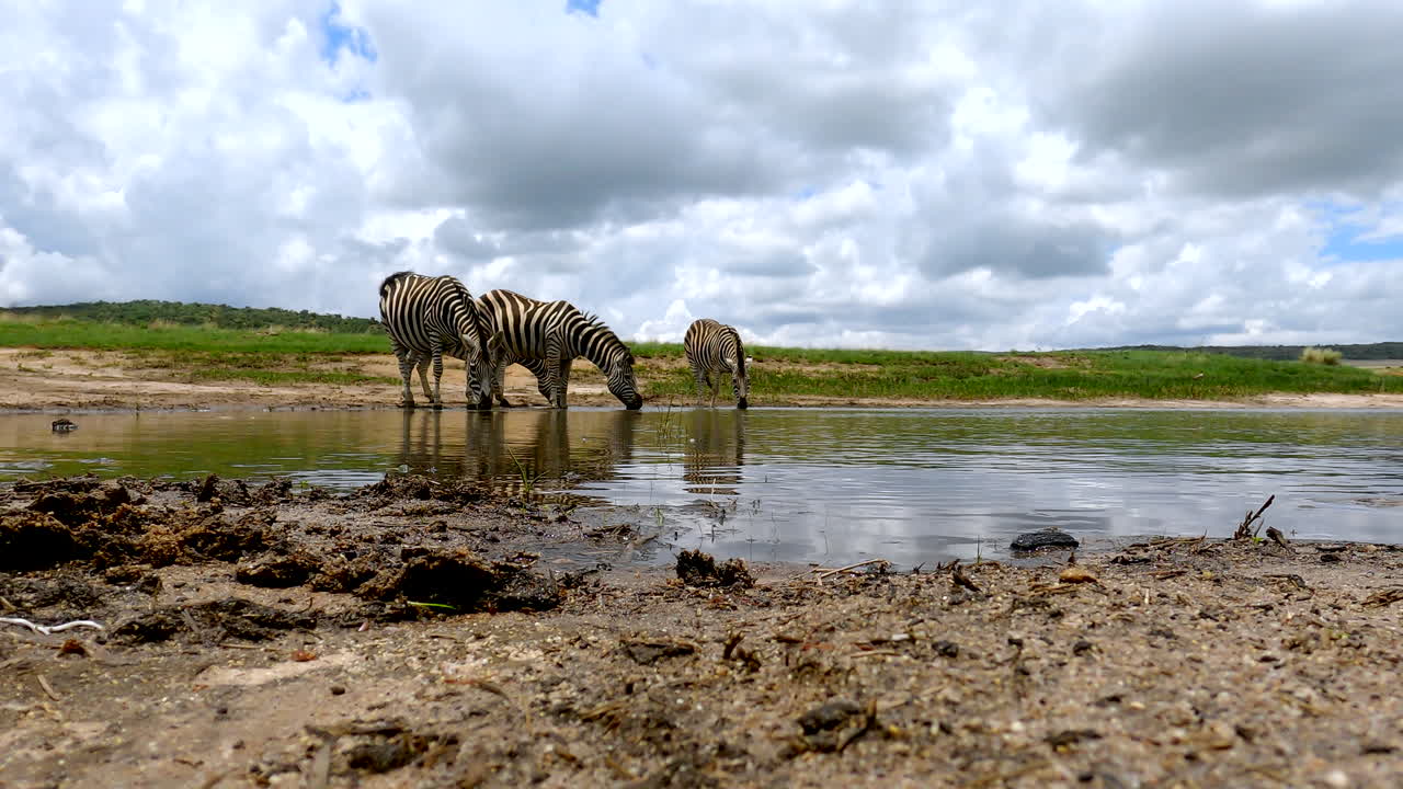 Plains zebras with swishing tails at waterhole edge drinking water, low angle