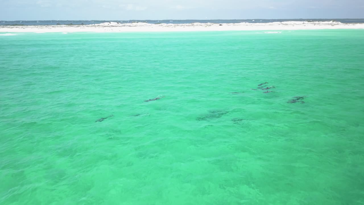 물에서 노는 돌고래