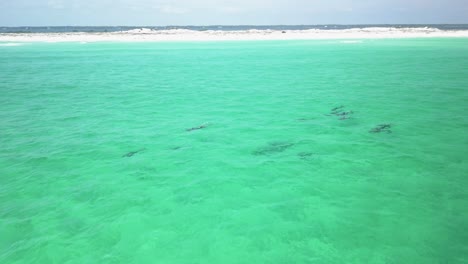 Dolphins-playing-in-the-water