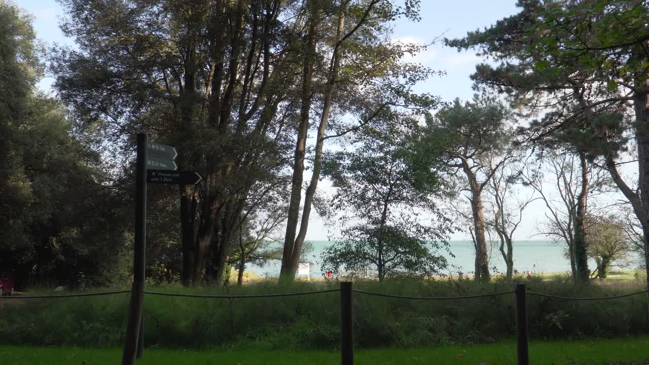 Close up view of some tree tops dancing in the wind with blue sky and a beach in the background. 4K, 30 fps. steady camera