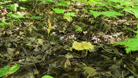 sweet tooth mushroom hydnum repandum growing through leaf litter of woods