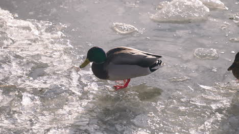 ánades reales machos y hembras en el hielo en el estanque de patos congelados - cerrar
