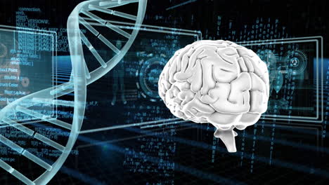 adn y cerebro humano