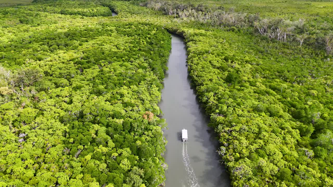 Aerial view of a boat traveling through a narrow river surrounded by dense mangrove forest in bright daylight