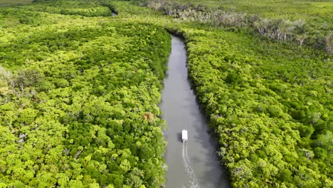 aerial view of a boat traveling through a narrow river surrounded by dense mangrove forest in bright daylight
