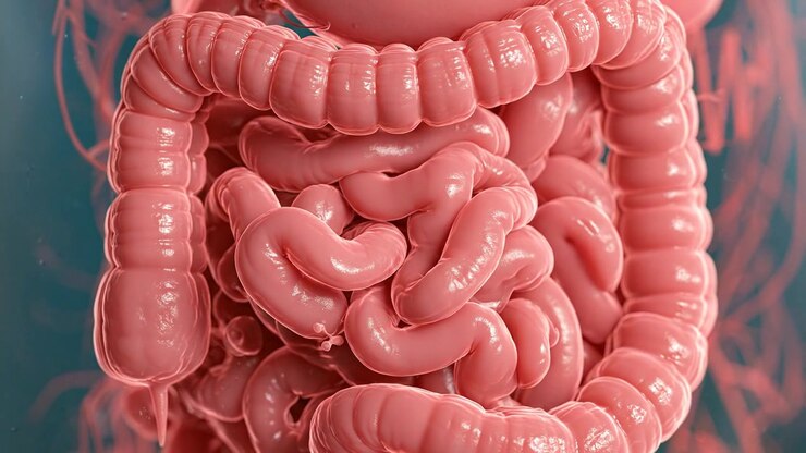 Human digestive system anatomy visualization showing coiled intestinal organs