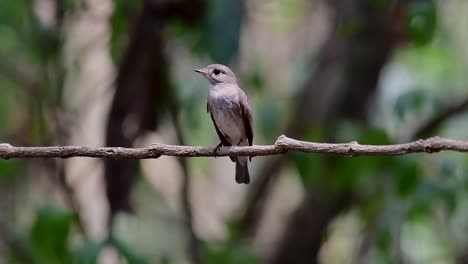 El-Papamoscas-Marrón-Asiático-Es-Un-Pequeño-Pájaro-Paseriforme-Que-Se-Reproduce-En-Japón,-Himalaya-Y-Siberia