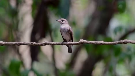 el papamoscas marrón asiático es un pequeño pájaro paseriforme que se reproduce en japón, himalaya y siberia